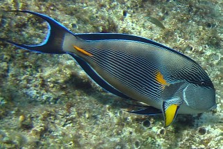 Acanthurus sohal - Sohaldoktorfisch (Arabischer Doktorfisch, Arabischer Blaustreifen-Doktorfisch)